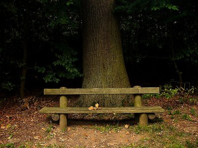 The tree and the bench