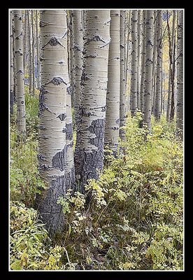 Fall Aspen Grove - I