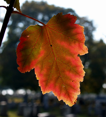 Red Leaf