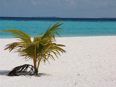 maldive island