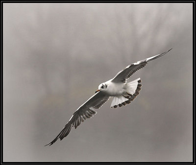 Misty seagull