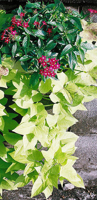 Red Flowers, Green & Yellow Leaves