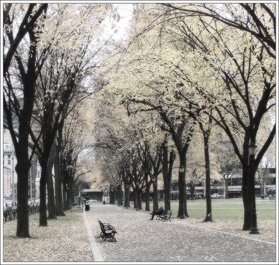 The New Haven Green