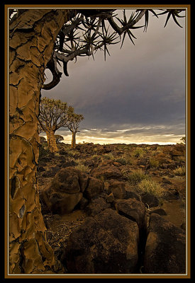 Quiver Tree Sunset 1