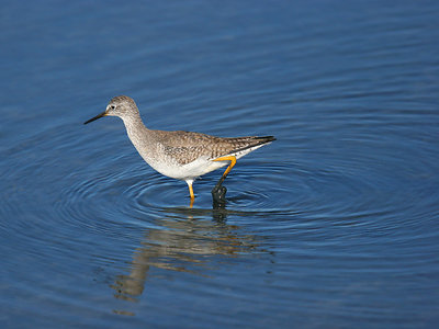 Lesser Yellowlegs