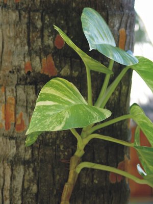 money plant on coconut tree