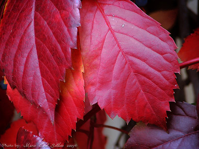 Composizione autunnale