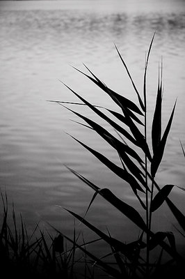 nature's silhouette