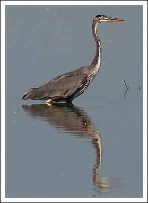 Great Blue Heron