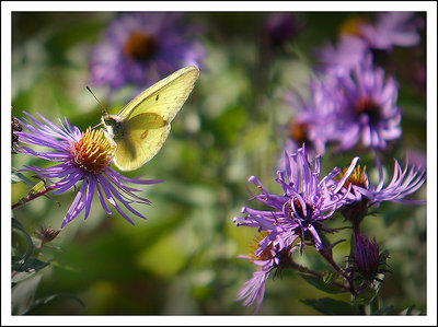 Yellow butterfly resting
