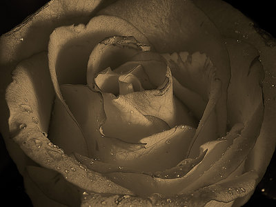A rose 2