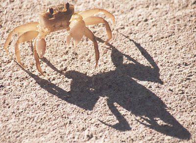 Crab or Scorpion? You tell me!