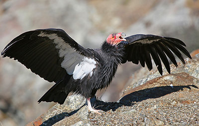 The California Condor