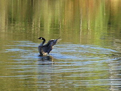 A Fall Friend at Ponds Edge