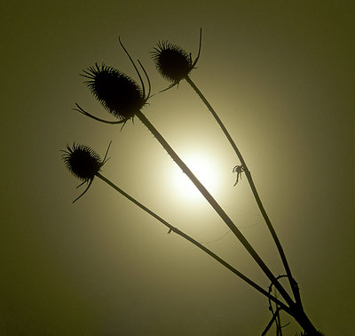 Triple Teasel Backlit