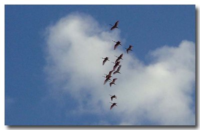 Flock of spoonbills