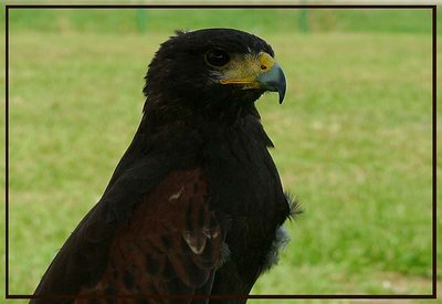 Harris Hawk