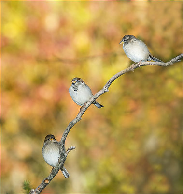 3 Sparrows