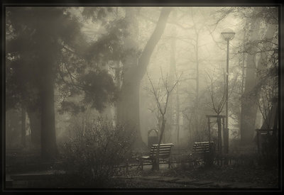 Misty park