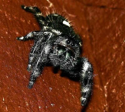 Jumping Spider "Blackie"
