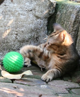 playing with the ball