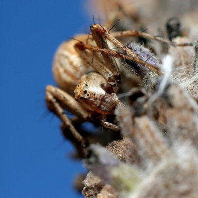 Spider on Lavender