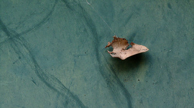 leaf on burnished rust