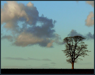 Lonely Tree