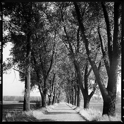 avenue under the trees