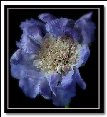 scabious