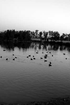 ducks at evening