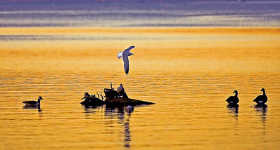 Evening Gull (Alt)