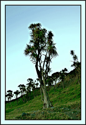 Cabbage Tree By The Sea