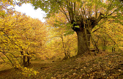 Ladder in a Chestnut Grove