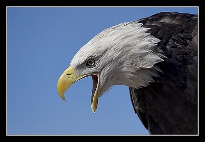 Bald Eagle Vocalizing