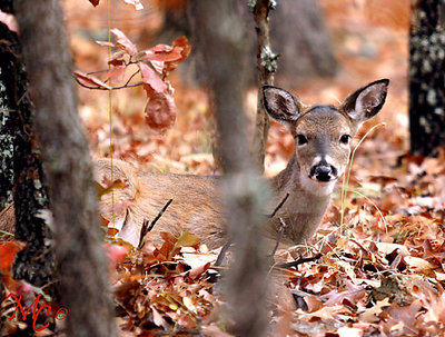 Fawn