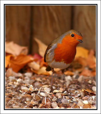 Robin