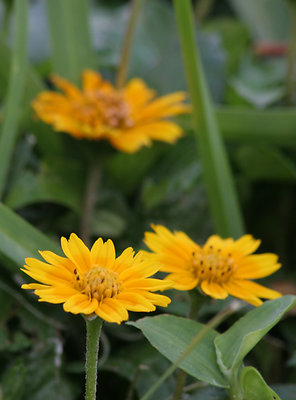 wild flowers