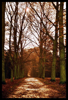 A path in wood