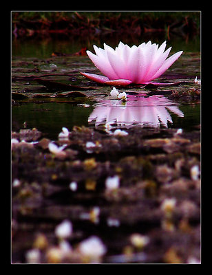 Water Lily