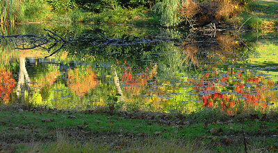 AUTUMN AT THE POND