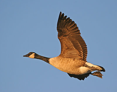 Branta canadensis