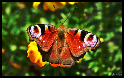 butterfly