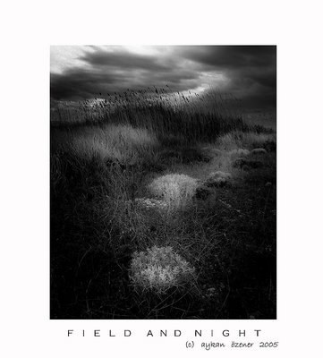 field and night