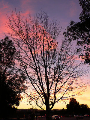 Tree Silhouette Sunset