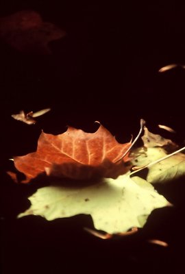 leaves #2