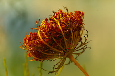 Autumnal flower