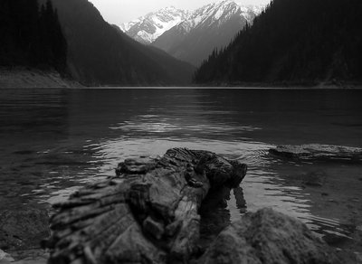 Wood in lake