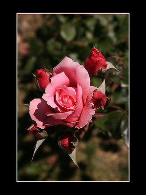 La rosa