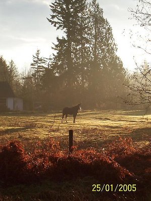 morning watch